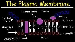 Fluid Mosaic Model of the Plasma Membrane  Phospholipid Bilayer [upl. by Naig488]