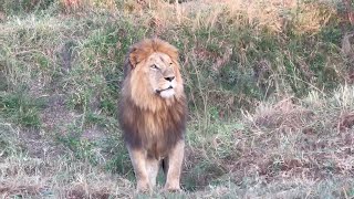 Olopi Male Lion  Son of Rekero Male  Masaimara  17 September 2024 [upl. by Nabila973]