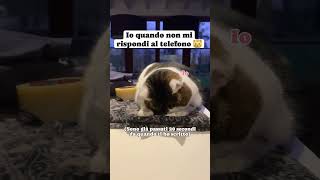 Che cattivo 😿😿😿😹😹😹😻😻😻catmeme catlover gattitaliani gattini amoremio amore ioete siamonoi [upl. by Ellak]