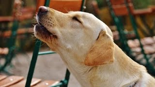 LABRADOR BARKING  LABRADOR HOWLING AND BARKING COMPILATION 2016 [upl. by Nnylimaj]