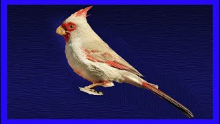 Pyrrhuloxia Singing  Cardenal PardoDesértico Cantando  Cardinalis Sinuatus [upl. by Alyakem679]