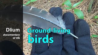 Groundliving birds Phasianidae [upl. by Richers]