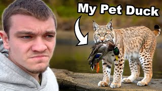 Hunting Down the Bobcat that Killed My Pet Duck [upl. by Griswold]