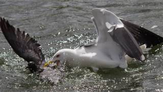 The gull who eats pigeons [upl. by Oswin]