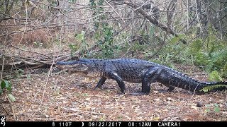 Swamp Trail Camera Pickup [upl. by Quill31]