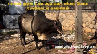 15000 முதல் 350000 வரை விலை போன ஜல்லிக்கட்டு காளைகள்  மணப்பாறை மாட்டுச்சந்தை jallikattu video [upl. by Alrahc373]