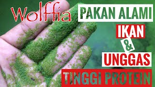 Wolffia pakan alami ikanampunggas berprotein tinggi [upl. by Ilyah104]