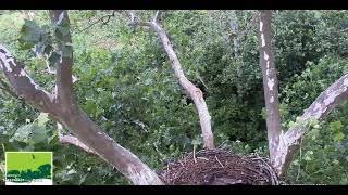 Bald Eagle Bonked by Angry Blue Jay in Nest  Duke Farms Eagle Cam Fan 2021 [upl. by Klecka226]