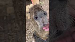 Subscribe kapibara capybaras capi capybara capybaracoast [upl. by Akla1]