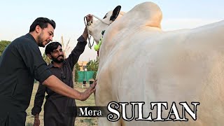 Alhumdulillah Mera Sultan 😍  Bakra Eid 2024  Dangerous Cow Unloading 2024  Fateh Jang Bulls 2024 [upl. by Nyleahcim]