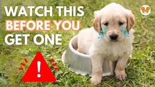 5 Mistakes First Time Golden Retriever Puppy Owners Make [upl. by Cole]