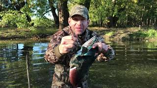 BANDED WOOD DUCK  Wisconsin Duck Opening Weekend Day 2 2020 [upl. by Weismann]