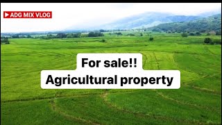 112 hectares for sale in UMINGAN PANGASINAN  rice fields  consolidated  near at creek [upl. by Jonme157]