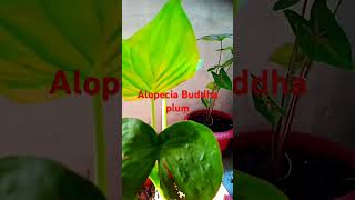 Alopecia vodha palm plant ki care and tips alocasiaplant alocasia roottouchup restorehair [upl. by Eelinnej711]