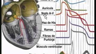 Fisiologia cardiovascular [upl. by Sabas]