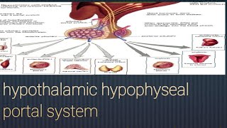 Hypothalamichypophyseal portal system and Hypothalamichypophyseal tract easy explanation [upl. by Nanfa676]