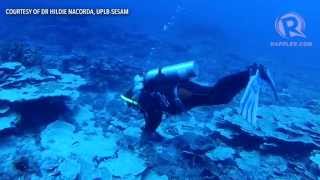 Filipinos dive into Benham Rise for the first time [upl. by Gussy266]