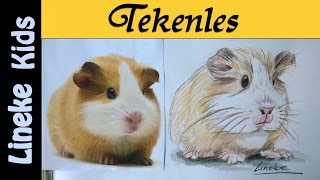 Hoe teken je een Cavia  tekenles  6 [upl. by Nnahsal]