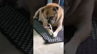 Eating droolslezy 😍😀 please do subscribe 👍🥰 memes funny dog [upl. by Hadrian]