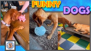 Compilation of funny dogs Choose your favorite and leave a comment 028 Subscribe for more [upl. by Einnos]