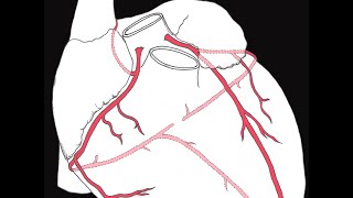 Coronary circulation of the heart [upl. by Ylro]