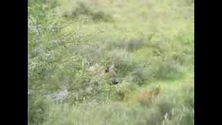 Brown Hyena suprised by two Cheetah ShamwariQuatermains camp [upl. by Jeni]