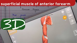 Muscles of anterior compartment of forearm  Superficial Layer  Doctor Speedy [upl. by Boswell]