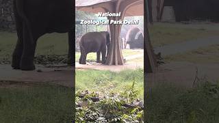 National zoological park Delhi zoo viralvideo viralshort delhizoologicalpark animals like [upl. by Alyehc91]