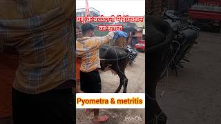 Treatment of Pyometra in cow amp buffalo treatment of metritis Treatment of uterine impaction [upl. by Elad]