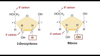 Nucleosides Nucleotides [upl. by Ymarej]