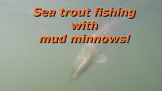 Sea trout fishing with mud minnows [upl. by Adaline450]