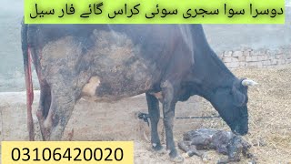 dosra sowa sajri soi crass cawo For Sale on YouTube in Punjab Pakistan 31102024 [upl. by Edualc]