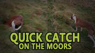 Quick Catch on the Moors  Working Lurchers [upl. by Shani]