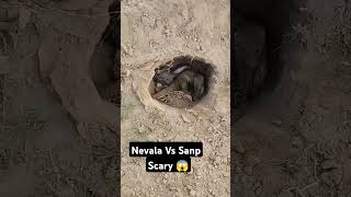 Mongoose Vs Snake fight youtubers youtubechannel subscribe contentcreator youtubevideo vlog [upl. by Allehcram]