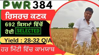 PWR 384 wheat variety detail by Punjab Seed company [upl. by Yesak]