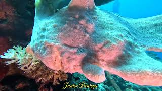 An Amazing Creature A Giant Frog Fish Antennarius commerson In Moalboal Cebu Philippines 🇵🇭 [upl. by Nairoc]