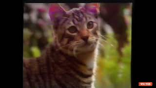 Whiskas Milk Plus  Lactose Reduced  The Best milk for cats  Australian TV Commercial 1993 [upl. by Boys873]