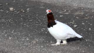 Call of the Willow Ptarmigan [upl. by Siocnarf]