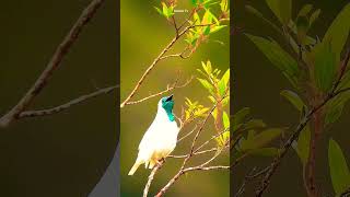 Barethroated bellbird Birds [upl. by Chane]