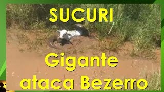 SUCURI pega bezerro e homem tenta salvar desesperadamente no Mato Grosso [upl. by Burck]