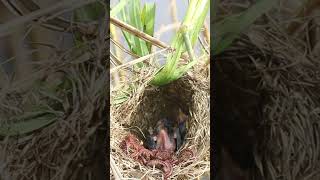 Babies Bird Eat Worm birds birdfeedingstation babybird ebirds birdeating shorts shortbird [upl. by Yolande455]