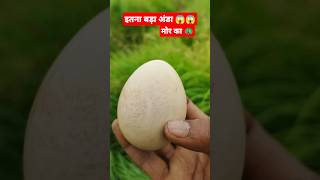 मोर का अण्डा 🦚😱  Peacock egg foryou birds trendingshorts shortvideo peacock egg minivlog [upl. by Radbun]