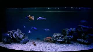 African cichlid Malawi Blue Dolphin Cyrtocara Moorii [upl. by Asihtal223]