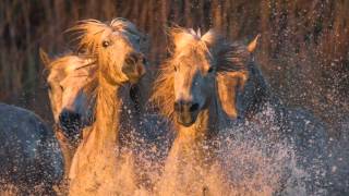 Chevaux de Camargue  Camargue horses [upl. by Gelb]