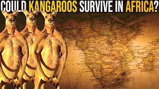 Could Kangaroos Survive In Africa [upl. by Keare]