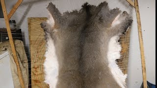 HOW I TAN ANIMAL HIDES the easy way for Bushcraft  Survival  Camping trips Caveman Carpet [upl. by Brufsky]