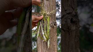 planting dendrobium on tree orchid garden [upl. by Locklin]