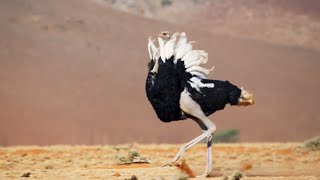 Ostrich Gives the Performance of His Life  The Mating Game  BBC Earth [upl. by Fujio933]