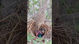 Common Babbler Nesting SecretsCommonBabbler Nature shorts [upl. by Epilef]