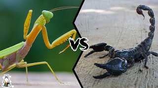 Praying Mantis vs Scorpion  Who is the Strongest Predator of the Insect World [upl. by Rhines947]